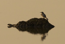 Młoda siwa  
